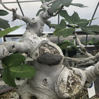 Bonsai Cut Paste for Deciduous - 160 Grams + Made in Japan, Pruning Sealer for an Injury to The Bark, Putty Based Wound Sealant for Perimeter Cuts to The Tree