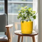 8 Inch Plant Pot, Ceramic Pots for Plants with Drainage Hole and Sacuer, Round Flower Pots for Indoor Outdoor Plants, Modern Decorative Planter, Table Decor, Plant Gifts for Women, Yellow