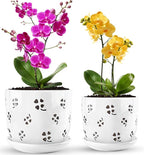 REMIAWY Orchid Pot, 6 Inch and 5 Inch Large Ceramic Orchid Planter with Drainage Holes and Saucer, Decorative Flower Pots for Indoor Outdoor Plant Repotting, Succulent, Good Air Circulation, 2 Packs