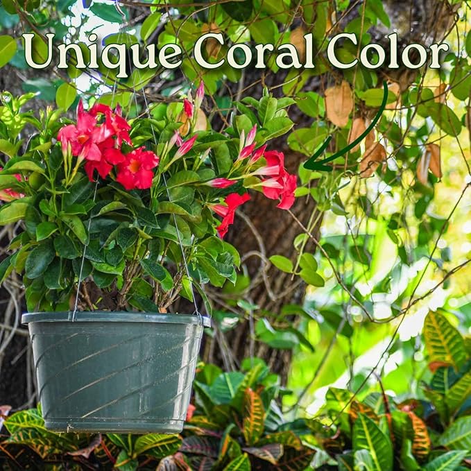 Tropical Plants of Florida Coral Dipladenia Hanging Basket 12 Inch Live Flowering Plant, 14 Inch Wide by 18 Inch Tall, Vibrant Coral Blooms for Patio Porch or Balcony