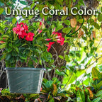 Tropical Plants of Florida Coral Dipladenia Hanging Basket 12 Inch Live Flowering Plant, 14 Inch Wide by 18 Inch Tall, Vibrant Coral Blooms for Patio Porch or Balcony