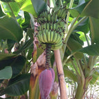 Brighter Blooms - Dwarf Cavendish Banana Tree, 6 inch - No Shipping to AK, AZ, HI