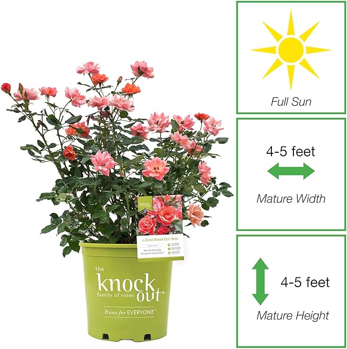 Perfect Plants Coral Knock Out Rose Bush in 1 Gallon Grower's Pot | Easy to Grow | Live Flowering Bush with Coral Pink Blooms | Great for Outdoor Garden Landscape Planting in Zones 5-11 | Full Sun