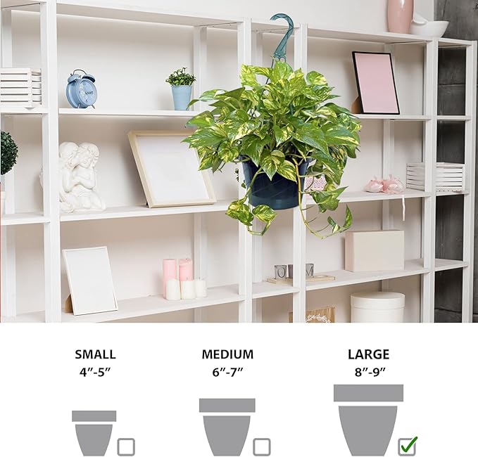 Live Golden Pothos, Devil’s Ivy Plant, Indoor Potted Plant, Mom Birthday Gift Plant, Hanging Plant, Housewarming Gift, Gardener Gift, Houseplant in 8" Hanging Basket