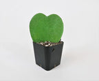 Athena's Garden Heart-shaped Hoya Kerrii 1 Live Plant Succulent White Ceramic Pot Arrangement