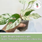 Live Plants 4" Epipremnum Pinnatum Marble - Highly Variegated Leaves - Rare Indoor Plants Live Houseplants for Home, Office, Wedding Decor & Giftable (Heat Pack Included)