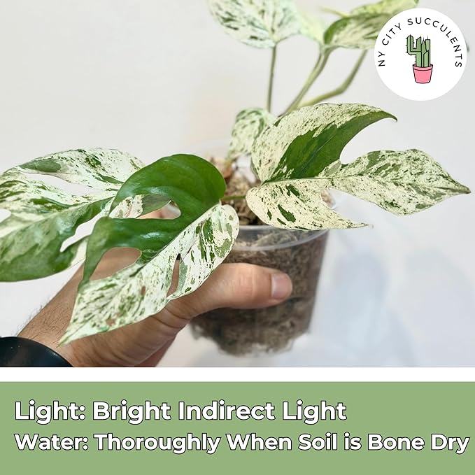 Live Plants 4" Epipremnum Pinnatum Marble - Highly Variegated Leaves - Rare Indoor Plants Live Houseplants for Home, Office, Wedding Decor & Giftable (Heat Pack Included)