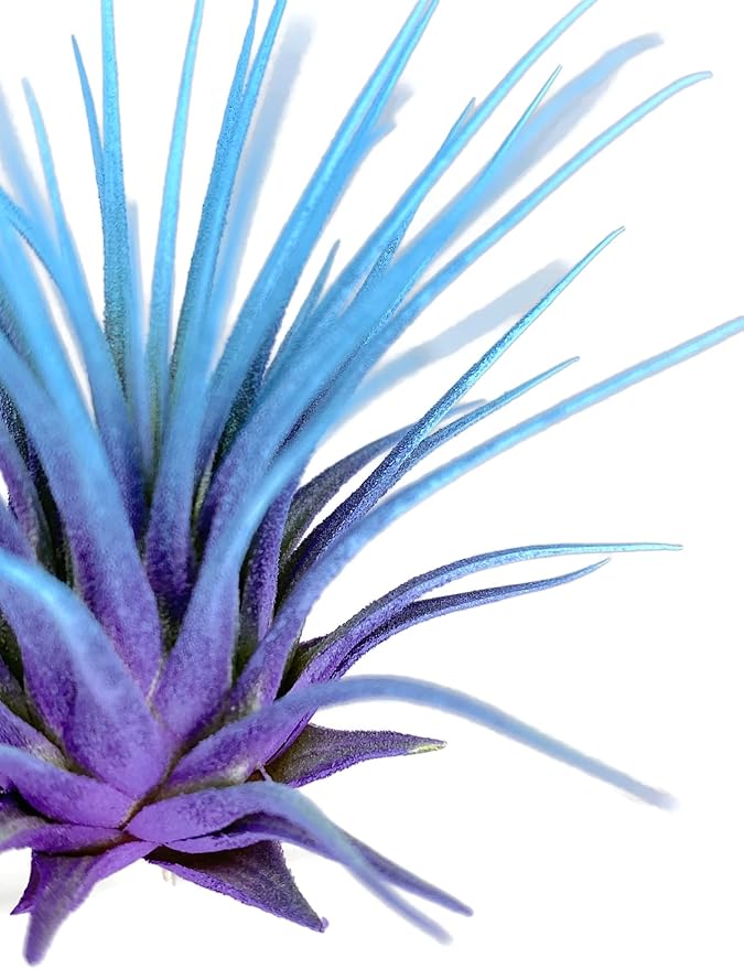 Rainbow Tillandsia Air Plant, Tillandsia Air Plant, Airplant, Air Purification, House Plant, Home Decor & Gift, Live Plant, Healthy Arrival Guarantee (Purple/Baby Blue)