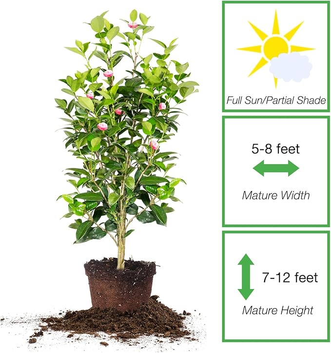 Perfect Plants Pink Perfection Camellia Bush 3 Gallon | Live Shrub for Outdoor Planting | Evergreen Foliage Stays Green All Year Long | Beautiful Pink Flowers in Spring