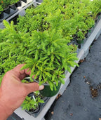 Globosa Nana Dwarf Cryptomeria (Japanese Cedar) - Live Plant - (1 QT)