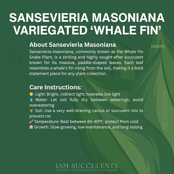 Variegated Whale Fin Plant 8–10 Inch Live Plant – Rare Variegated Sansevieria Masoniana Indoor Succulent, Easy Care Air Purifying Snake Plant, Unique Home Decor Houseplant Gift