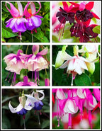 100 Pcs Fuchsia Flower Seeds Perennial Home Plant Bonsai
