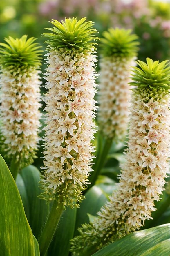 Indoor White Pineapple Lily Bulbs for Growing - 2 Bulbs - Great House Plant, Easy to Grow - Fancy White Blooms