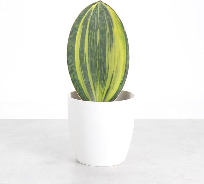 Thorsen's Greenhouse Live Variegated Whale Fin Snake Plant, Low Light, Collector Houseplant, 4-inch Diameter Mature Plant (White)
