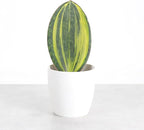 Thorsen's Greenhouse Live Variegated Whale Fin Snake Plant, Low Light, Collector Houseplant, 4-inch Diameter Mature Plant (White)