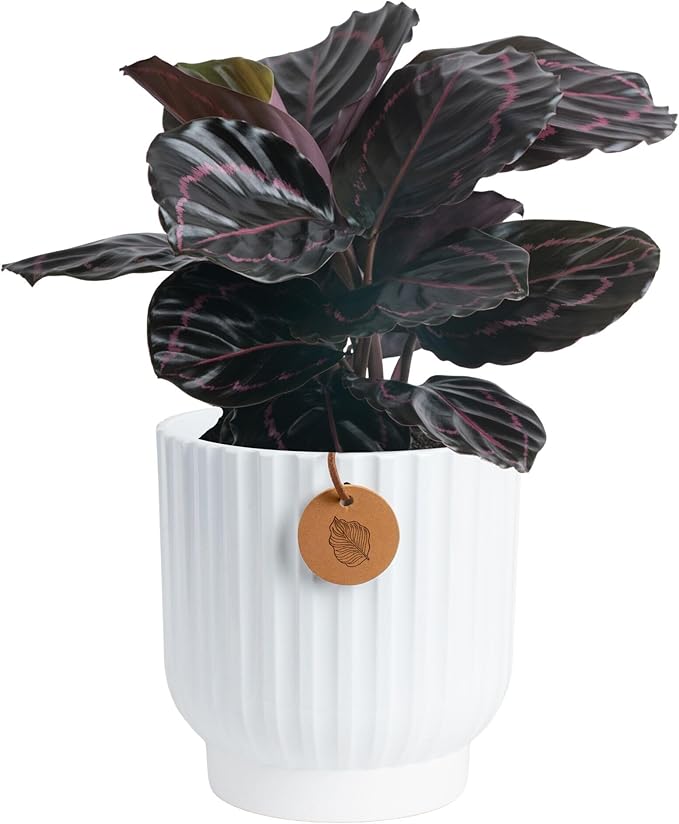 Costa Farms Calathea Dottie Live Plant in Self Watering Pot, Indoor Houseplant, Perfect for Home, Room, or Office Decor, Great House Warming or Birthday Gift, 12-18 Inches Tall