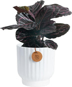 Costa Farms Calathea Dottie Live Plant in Self Watering Pot, Indoor Houseplant, Perfect for Home, Room, or Office Decor, Great House Warming or Birthday Gift, 12-18 Inches Tall