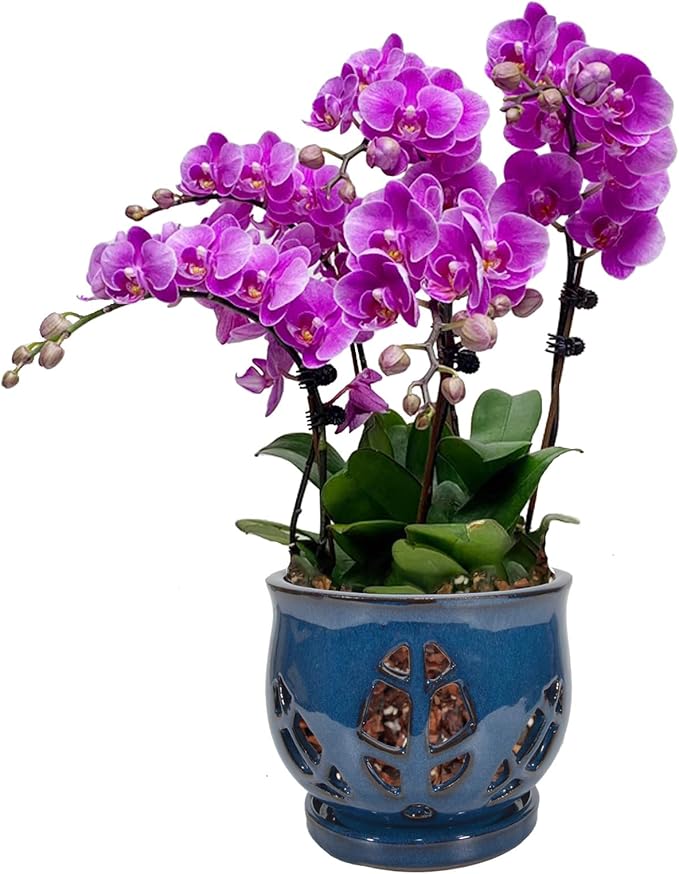W&W Orchid Pot with Holes and Saucer for Repotting, Blue, 6.5"