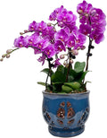 W&W Orchid Pot with Holes and Saucer for Repotting, Blue, 6.5"