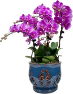 W&W Orchid Pot with Holes and Saucer for Repotting, Blue, 6.5"