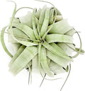 ragnaroc Air Plants - Tillandsia Xerographica, Large 5-7” - 1ct - Live Arrival Gauranteed - House Plants for Home Decor & Gift