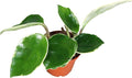 Rare Hoya Tricolor 3" from California Tropicals