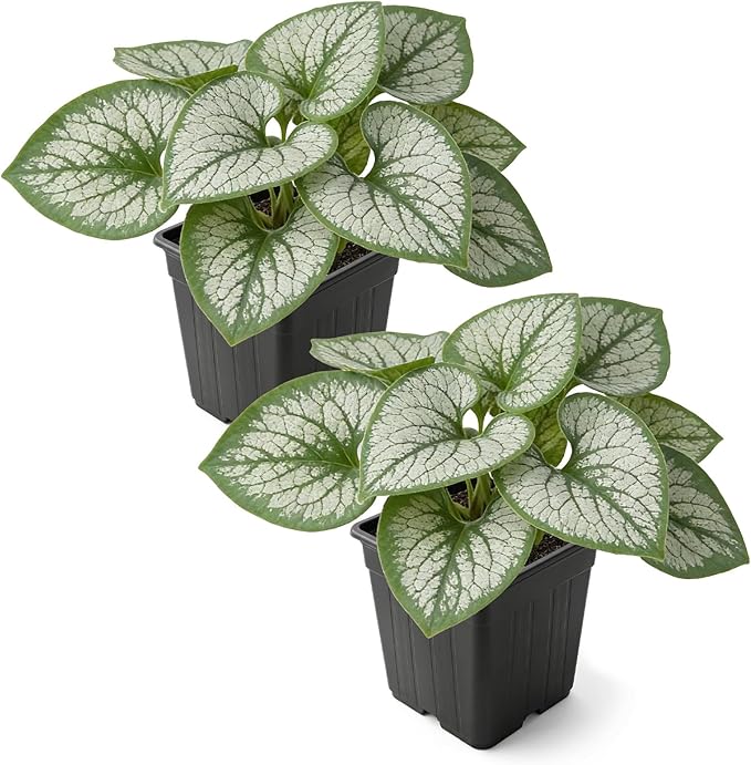 Live Brunnera 2-Pack – Sea Heart – Shade Perennial with Silver Foliage, Blue Spring Flowers, 10” Tall, 1 Qt Pot