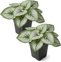 Live Brunnera 2-Pack – Sea Heart – Shade Perennial with Silver Foliage, Blue Spring Flowers, 10” Tall, 1 Qt Pot