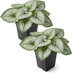 Live Brunnera 2-Pack – Sea Heart – Shade Perennial with Silver Foliage, Blue Spring Flowers, 10” Tall, 1 Qt Pot