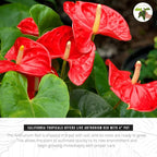 Anthurium Red 6 Inch Pot - Live House Plants Indoor,for Easy Care, Perfect for Office, Home & Flamingo Decor, Real Plant, Plant Gift, Flowering Plants, Sympathy Flowers Sold by California Tropicals