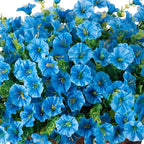 Artificial Fake Outdoor Plants Flowers for Summer Decoration, 12 Bundles Silk Blue Morning Glory Eucalyptus Realistic UV Resistant Faux Flowers for Outside Planter Front Door Porch Garden Yard Patio