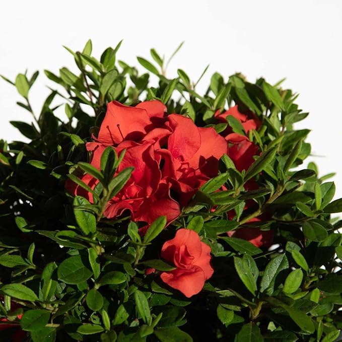 Encore Azalea Autumn Embers (1 Gallon) Red - Orange Flowering Shrub - Full Sun Live Outdoor Plant