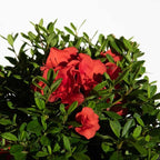Encore Azalea Autumn Embers (3 Gallon) Red - Orange Flowering Shrub - Full Sun Live Outdoor Plant