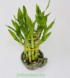 jmbamboo - 2-Tier-Lucky Bamboo- Elephant-vase- Best Gift