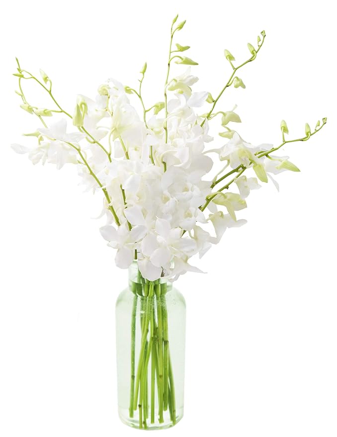 KaBloom - Exotic Perla White Orchid Bouquet of White Orchids with Vase - Fresh Flowers for Birthday, Valentine's & Mother's Day