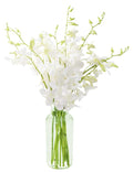 KaBloom - Exotic Perla White Orchid Bouquet of White Orchids with Vase - Fresh Flowers for Birthday, Valentine's & Mother's Day