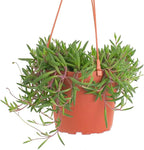 Shop Succulents Ruby Necklace Hanging Succulent, Othonna Capensis, Fully Rooted Live 6" Succulent Plant with Hanger, Low Maintenance Indoor Plant, Trailing Succulents, Gift & Garden