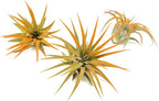 Tangerine Colorful Tillandsia Air Plants - Long Lasting Color Enhanced Live Tillandsia Succulent House Plants - Home and Garden Decor - Easy Care Indoor/Outdoor Plants (Ionantha Rubra, Pack of 3)