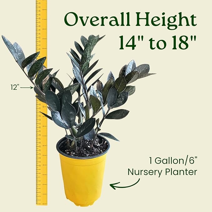 Live Raven ZZ Plant – Black Zamioculcas Zamiifolia, 6" Nursery Pot, 14–18" Tall – Rare Tropical Indoor Houseplant with Deep Purple-Black Foliage – Low Light & Low Maintenance