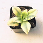 Aeonium Sunburst Succulent Rare Tri-Color Rosette – Variegated Live Plant in 2" Pot, Easy Care Drought-Tolerant Succulent, Indoor/Outdoor Patio Plant, Colorful Variegated Aeonium