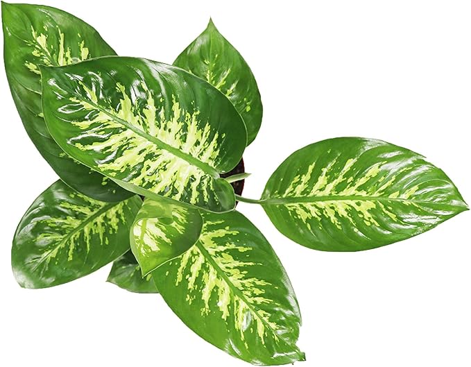 Dieffenbachia Compacta (Tropical Snow or Alfredo) - 8'' from California Tropicals