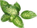 Dieffenbachia Compacta (Tropical Snow or Alfredo) - 8'' from California Tropicals