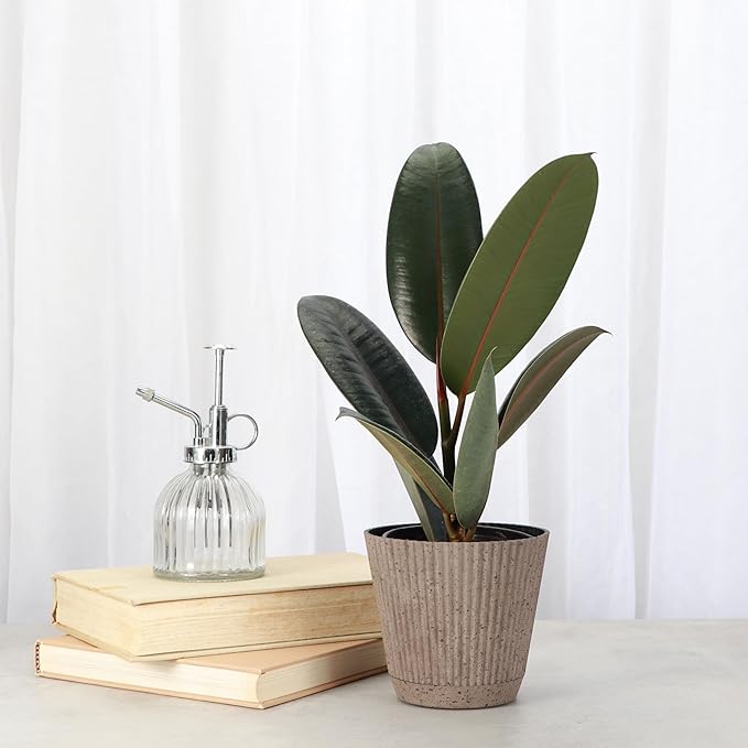 Thorsen's Greenhouse Ficus elastica, Live Indoor Plant, Rare Variety, Natural Air Purifier, Burgundy Rubber Plant, 4-Inch Diameter Pot (Coffee)