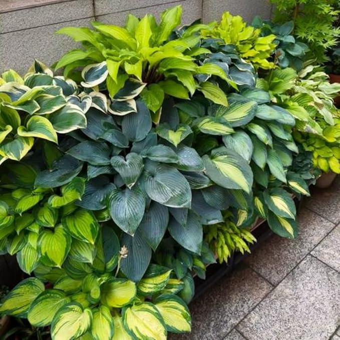 Hosta Flower Seeds, 220pcs, Perennial Shade Plant with Lush Foliage, Ideal for Woodland & Home Gardens