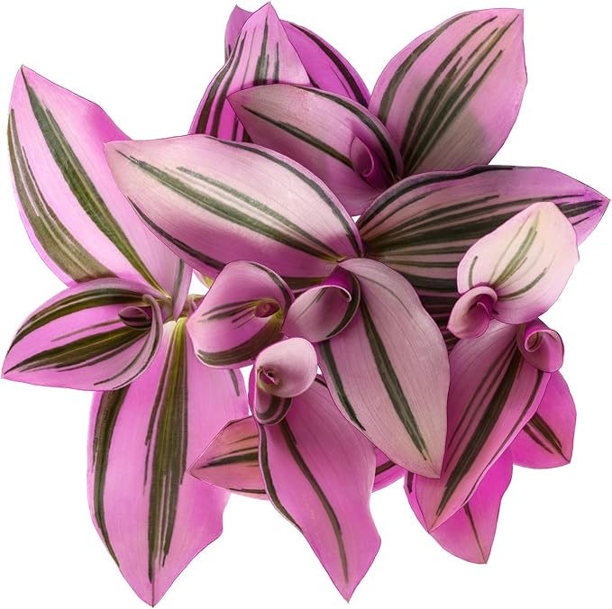 Tradescantia Nanouk, Variegated Wandering Jew, Rare 2 inch Tiny Mini Pixie Plant