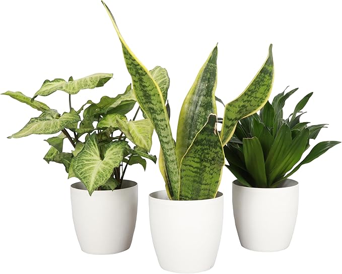 Thorsen's Greenhouse Low Light Houseplant Set, Easy Care Plants, Set of 3 Plants, Live Indoor Plants, 4" Diameter, Classic Pots (White)