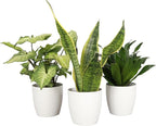 Thorsen's Greenhouse Low Light Houseplant Set, Easy Care Plants, Set of 3 Plants, Live Indoor Plants, 4" Diameter, Classic Pots (White)