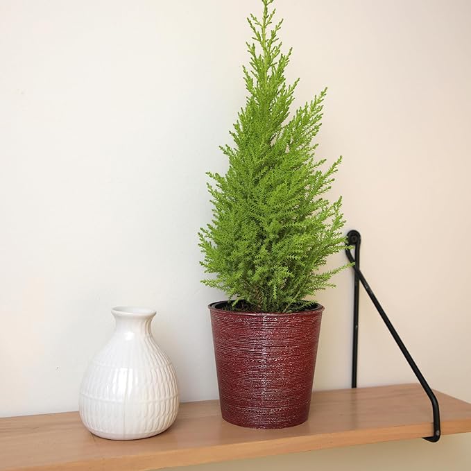 Miniature Festive Lemon Cypress Tree with Decorative 4.25" Pot Cover, Live Plant Gift for Holidays, Easy Care Live Houseplants for The Holidays by Plants for Pets