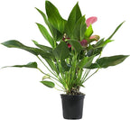 Purple Anthurium Live Plant (Approx. 8-11" Tall), Real Flowers/Unique House Plants in 4" Nursery Pot, Floral Desk Plant, Air Purifying Plants & Cool Gifts for Plant Lovers by Plants for Pets