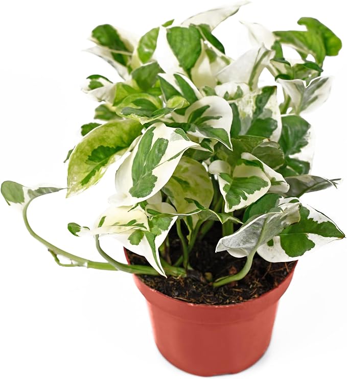 California Tropicals Pothos 'N Joy - 4" Live Plant - Variegated White and Green Leaves - Easy to Care for - Perfect for Home Decor, Gifts, and Office -